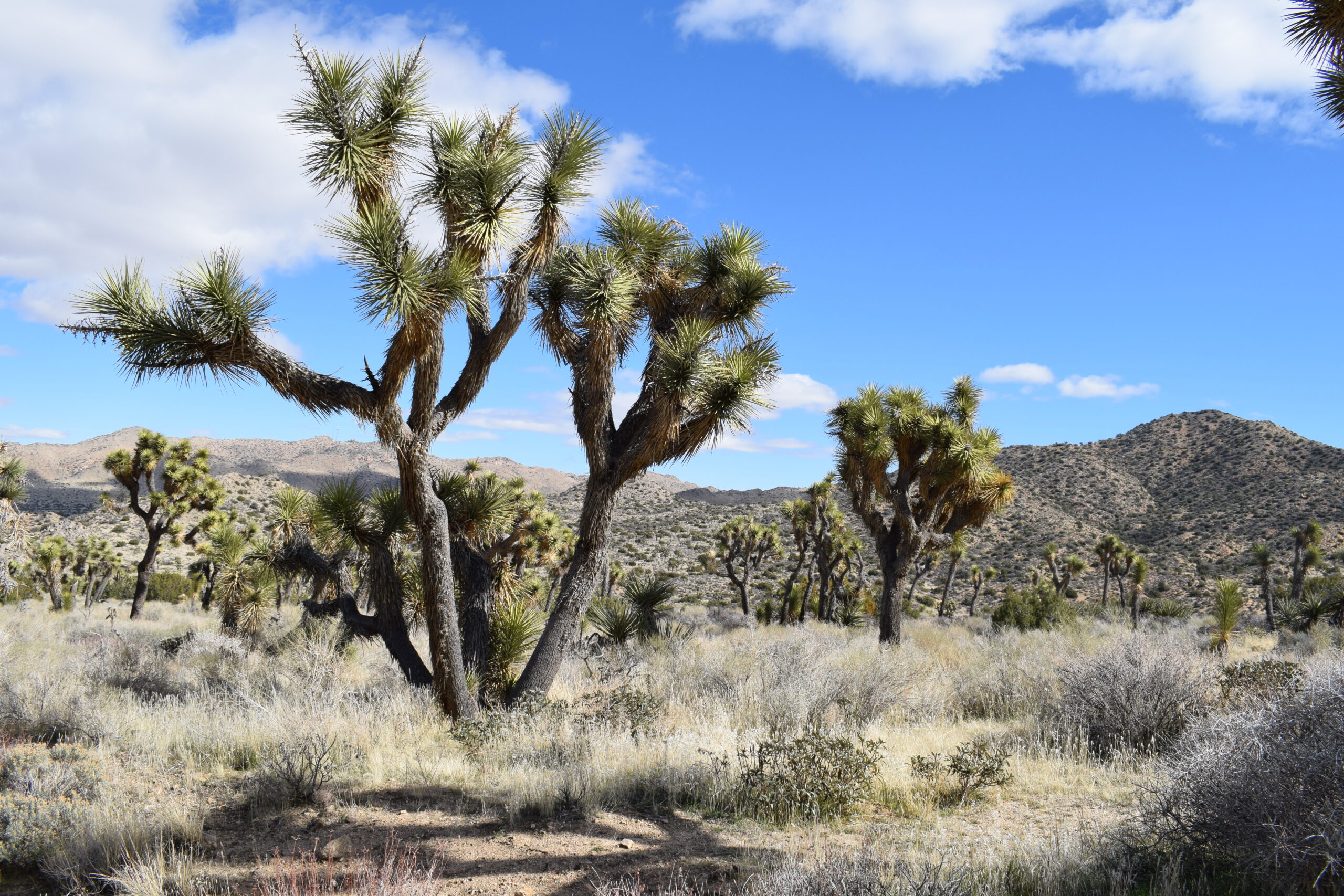 Joshua Tree Feb ’24